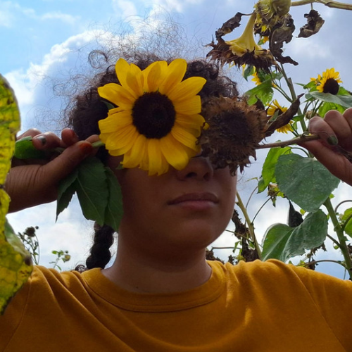 Sunflower Summit